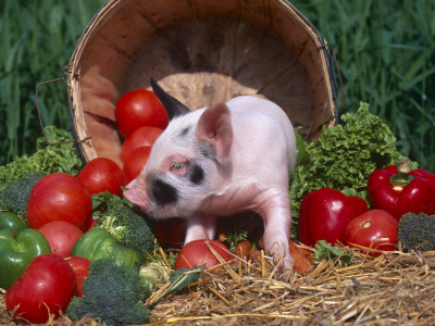 Domestic Piglet, Amongst Vegetables, Usa by Lynn M. Stone Pricing Limited Edition Print image
