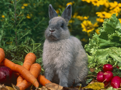 Domestic Netherland Dwarf Rabbit Amongst Vegetables, Usa by Lynn M. Stone Pricing Limited Edition Print image