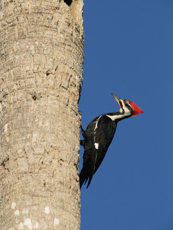 Pileated Woodpecker, Female At Nest Hole In Palm Tree, Fl, Usa by Rolf Nussbaumer Pricing Limited Edition Print image