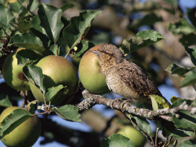 European Wryneck In Apple Tree, Switzerland by Rolf Nussbaumer Pricing Limited Edition Print image