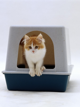Domestic Cat, Red-And-White Kitten Coming Out Of Igloo Cat Litter Tray by Jane Burton Pricing Limited Edition Print image