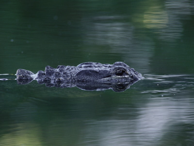 American Alligator Submerged, Sanibel Is, Florida, Usa by Rolf Nussbaumer Pricing Limited Edition Print image