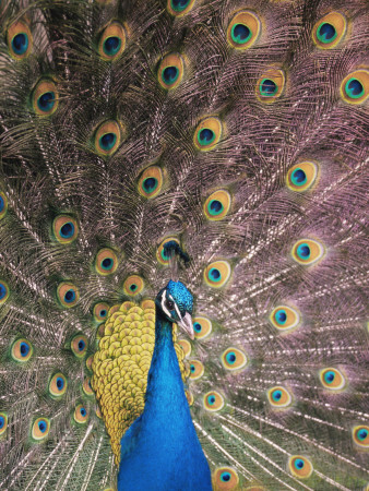 Male Common Peafowl, Displaying, Trowunna Widlife Park, Tasmania by Pete Oxford Pricing Limited Edition Print image