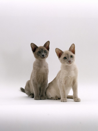 Domestic Cat, Blue And Lilac Tonkinese Kittens Sitting by Jane Burton Pricing Limited Edition Print image