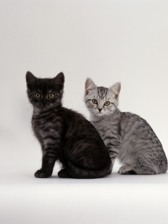 Domestic Cat, Two British Shorthair Smoke And Silver Spotted Kittens by Jane Burton Pricing Limited Edition Print image