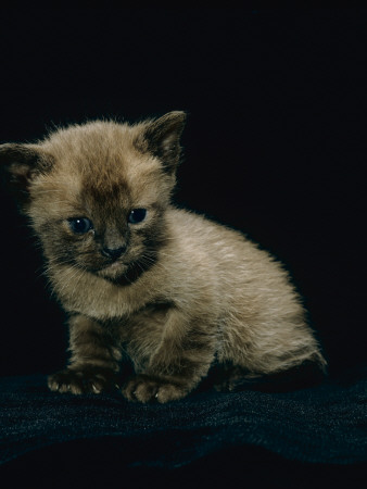 Domestic Cat, 1-Month Burmese Kitten by Jane Burton Pricing Limited Edition Print image