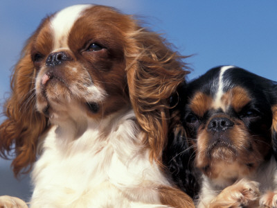 Two King Charles Cavalier Spaniel Adults by Adriano Bacchella Pricing Limited Edition Print image