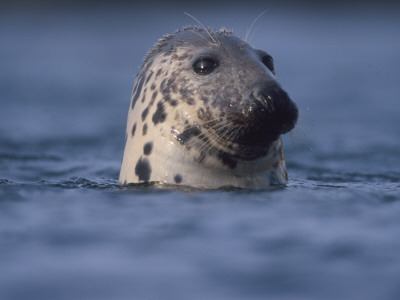 Grey Seal Watching From Water by Niall Benvie Pricing Limited Edition Print image