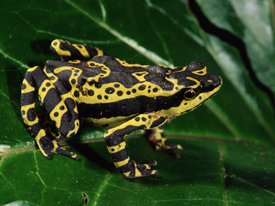 Harlequin Frog, Amazonia, Ecuador by Pete Oxford Pricing Limited Edition Print image