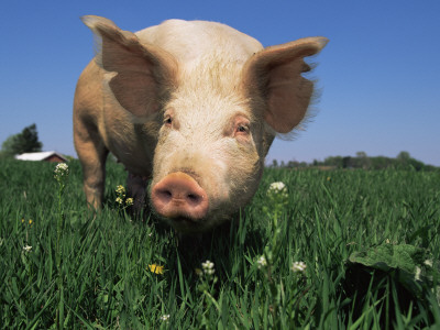 Domestic Pig Portrait, Usa by Lynn M. Stone Pricing Limited Edition Print image