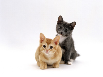 Domestic Cat, 9-Week, Red And Blue Kittens by Jane Burton Pricing Limited Edition Print image