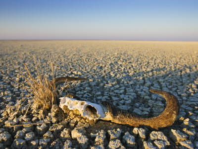 Animal Skull On Cracked Earth, Dry Landscape, Namibia by Tony Heald Pricing Limited Edition Print image