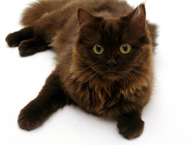 Domestic Cat, 6-Month Chocolate Persian Cross Female by Jane Burton Pricing Limited Edition Print image
