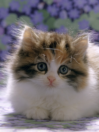 Domestic Cat, 8-Week, Fluffy Tortoiseshell-And-White Kitten by Jane Burton Pricing Limited Edition Print image