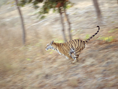 Bengal Tiger Running Through Grass, Bandhavgarh National Park India by E.A. Pricing Limited Edition Print image