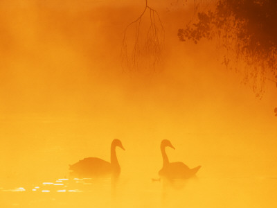 Silhouette Through Mist Of Two Mute Swans, On Water, Uk by David Tipling Pricing Limited Edition Print image