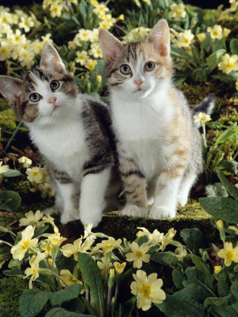 Domestic Cat, 10-Week Sisters, Tabby-Tortoiseshell-And-White Kittens Amongst Primroses by Jane Burton Pricing Limited Edition Print image