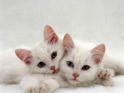 Domestic Cat, Two White Persian-Cross Kittens, One Odd-Eyed by Jane Burton Pricing Limited Edition Print image