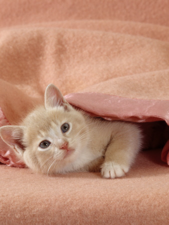 Domestic Cat, Cream Kitten Emerging From Under A Pink Blanket, Bedroom by Jane Burton Pricing Limited Edition Print image
