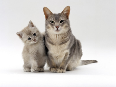 Domestic Cat, Blue Burmese-Cross 'Bella' With Her Lilac Kitten by Jane Burton Pricing Limited Edition Print image