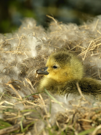 Day-Old Canada Gosling Chick In Nest, Wiltshire, Uk by T.J. Rich Pricing Limited Edition Print image