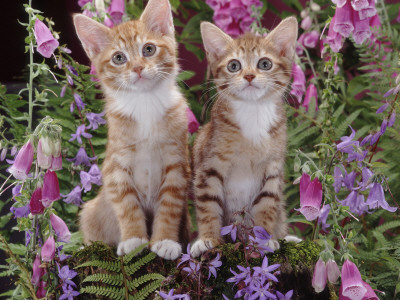 Two Domestic Ginger Kittens (Felis Catus) Surrounded By Flowers by Jane Burton Pricing Limited Edition Print image