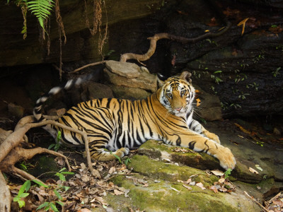 Tiger, Lying On Stone And Flicking Tail, Bandhavgarh National Park, India by Tony Heald Pricing Limited Edition Print image