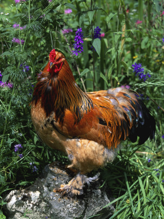 Domestic Chicken, Mixed Breed Rooster, Usa by Lynn M. Stone Pricing Limited Edition Print image