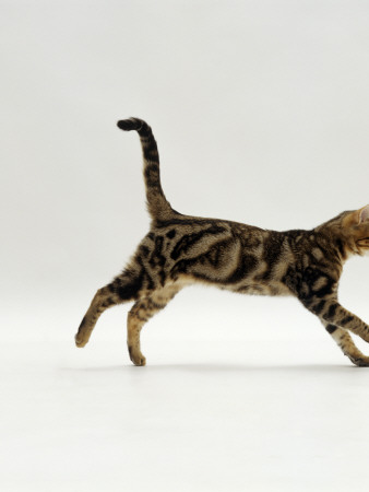 Domestic Cat, Young Brown Blotch Bengal Juvenile Running Profile by Jane Burton Pricing Limited Edition Print image