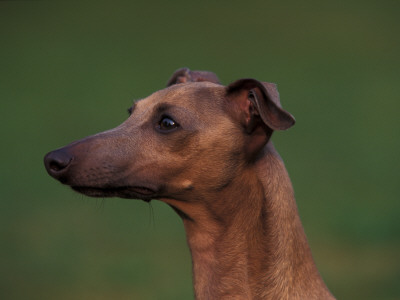 Domestic Dogs, Whippet Portrait by Adriano Bacchella Pricing Limited Edition Print image