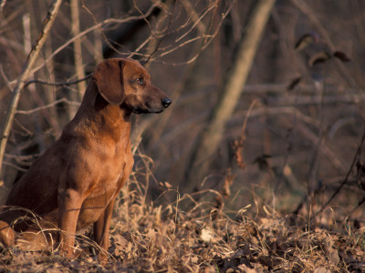 Tyrolean Bloodhound Sitting In Dry Leaves by Adriano Bacchella Pricing Limited Edition Print image