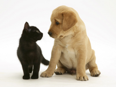 Black Domestic Kitten (Felis Catus) And Labrador Puppy (Canis Familiaris) Looking At Each Other by Jane Burton Pricing Limited Edition Print image