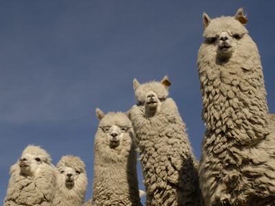 Alpacas, Andes, Ecuador by Pete Oxford Pricing Limited Edition Print image