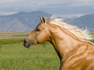 Palomino Quarter Horse Stallion, Head Profile, Longmont, Colorado, Usa by Carol Walker Pricing Limited Edition Print image