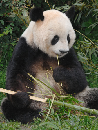 Giant Panda, Eating Bamboo by Eric Baccega Pricing Limited Edition Print image
