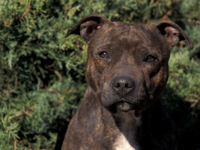 Staffordshire Bull Terrier Portrait by Adriano Bacchella Pricing Limited Edition Print image