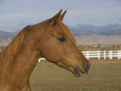 Chestnut Arabian Gelding Head Profile, Boulder, Colorado, Usa by Carol Walker Pricing Limited Edition Print image