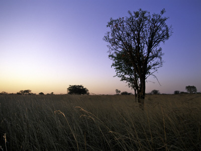 Trees At Sunset, South Africa by Ryan Ross Pricing Limited Edition Print image