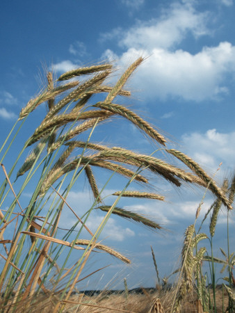 Rye Growing In Field, Germany by Petra Wegner Pricing Limited Edition Print image