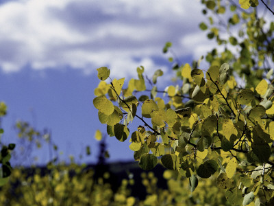 Aspen Leaves In Fall, Boulder by Michael Brown Pricing Limited Edition Print image