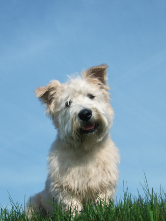 Head Portrait Of Irish Glen Of Imaal Terrier Dog by Petra Wegner Pricing Limited Edition Print image