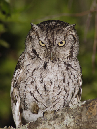 Eastern Screech-Owl Adult At Night, Texas, Usa, April 2006 by Rolf Nussbaumer Pricing Limited Edition Print image