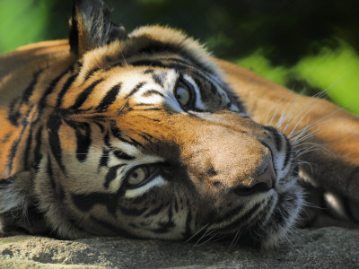 Sumatran Tiger Resting. Captive, Iucn Red List Of Endangered Species by Eric Baccega Pricing Limited Edition Print image