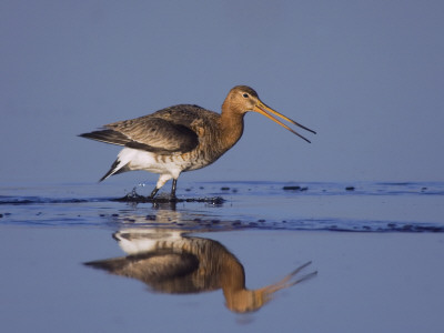 Black-Tailed Godwit Adult In Breeding Plumage, Calling, Lake Neusiedl, Austria by Rolf Nussbaumer Pricing Limited Edition Print image