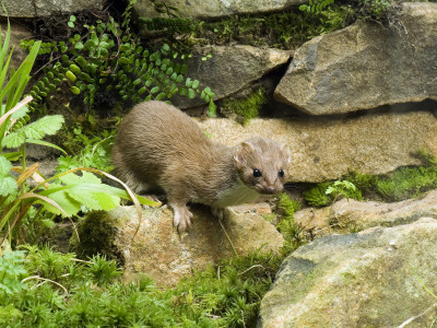 Weasel Looking Alert By Stone Wall, Uk by Andy Sands Pricing Limited Edition Print image