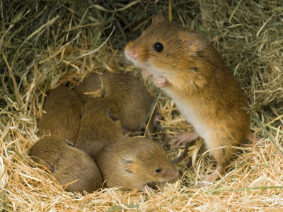 Harvest Mouse Mother Standing Over 1-Week Babies In Nest, Uk by Andy Sands Pricing Limited Edition Print image