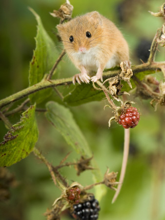 Harvest Mouse Perching On Bramble With Blackberries, Uk by Andy Sands Pricing Limited Edition Print image