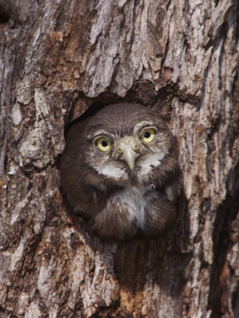 Ferruginous Pygmy-Owl Young Looking Out Of Nest Hole, Rio Grande Valley, Texas, Usa by Rolf Nussbaumer Pricing Limited Edition Print image