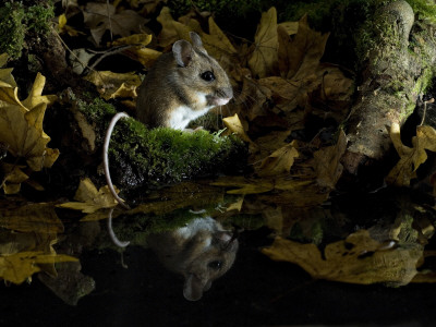 Wood Mouse Cleaning By Woodland Pool In Autumn, Uk by Andy Sands Pricing Limited Edition Print image