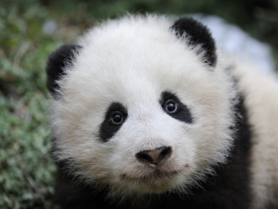 Giant Panda Baby, Aged 5 Months, Wolong Nature Reserve, China by Eric Baccega Pricing Limited Edition Print image